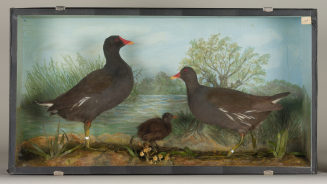 Diorama: Teichhuhn, Teichhuhn, Teichhuhn