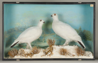 Diorama: Moorschneehuhn, Moorschneehuhn