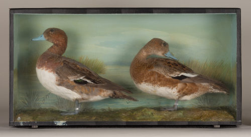 Dr. Peter Frey (Urheber*in), Diorama: Pfeifente, Pfeifente, 1890–1952
