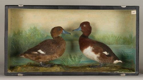 Dr. Peter Frey (Urheber*in), Diorama: Moorente, Moorente, 1890–1952
