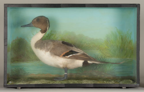 Dr. Peter Frey (Urheber*in), Diorama: Spießente, 1890–1952