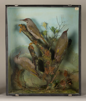 Diorama: Grauspecht, Grauspecht, Grauspecht
