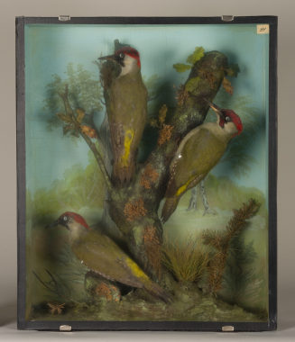 Diorama: Grünspecht, Grünspecht, Grünspecht