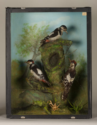 Diorama: Buntspecht, Buntspecht, Buntspecht