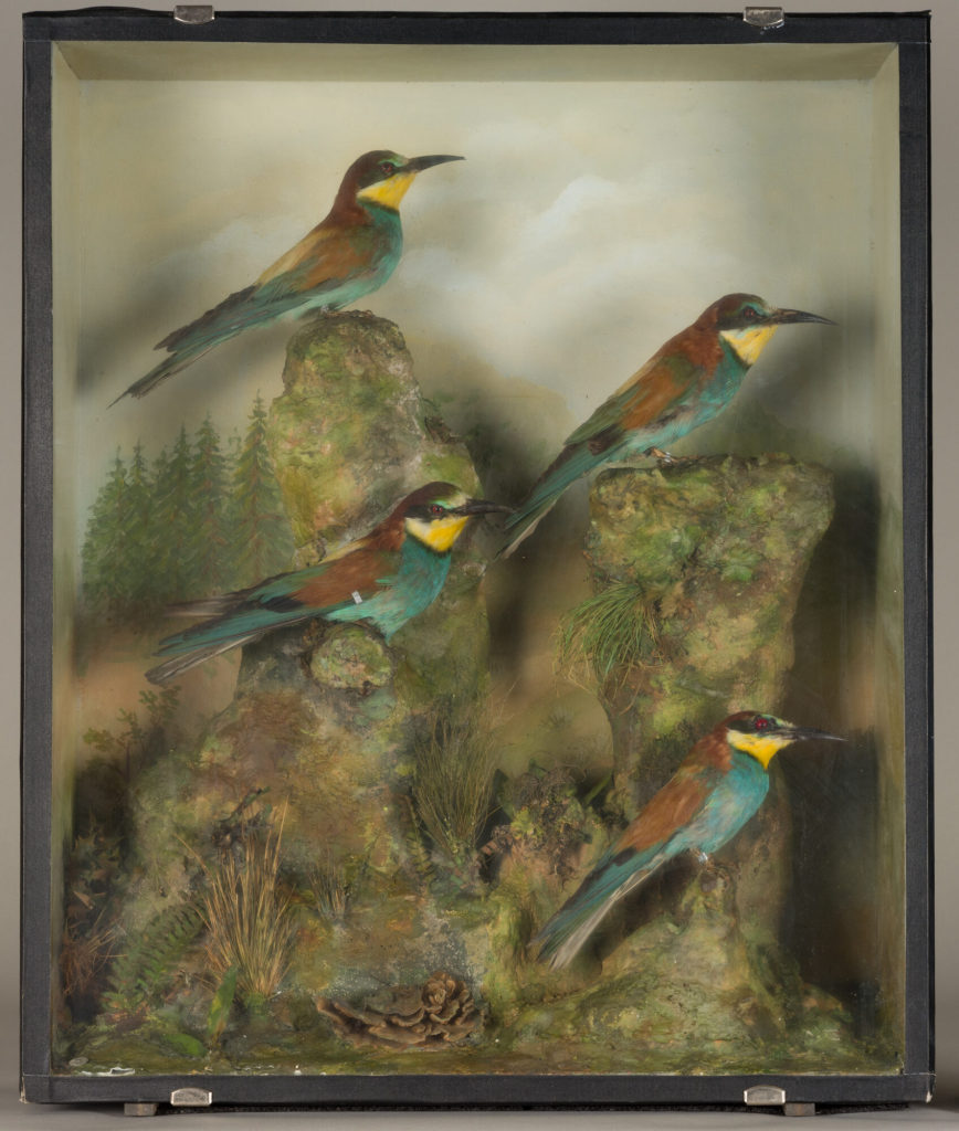 Diorama: Bienenfresser, Bienenfresser, Bienenfresser, Bienenfresser