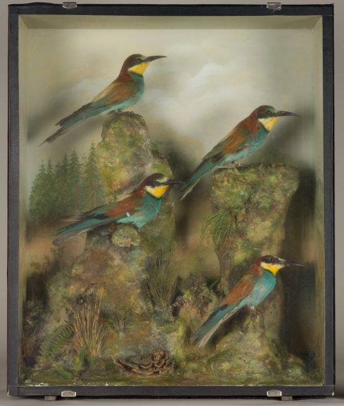 Dr. Peter Frey (Urheber*in), Diorama: Bienenfresser, Bienenfresser, Bienenfresser, Bienenfresser, 1890–1952