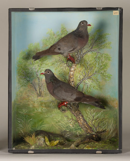 Dr. Peter Frey (Urheber*in), Diorama: Hohltaube, Hohltaube, 1890–1952