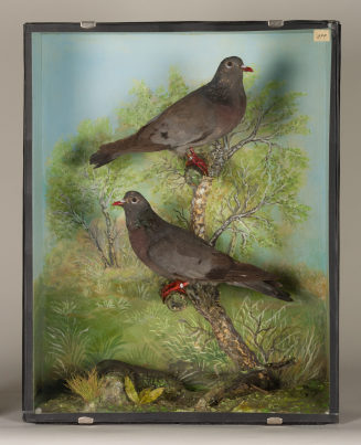 Diorama: Hohltaube, Hohltaube