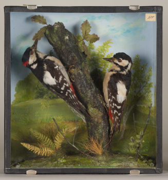 Diorama: Buntspecht, Buntspecht