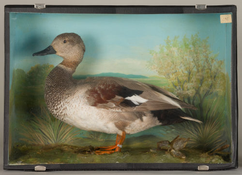 Dr. Peter Frey (Urheber*in), Diorama: Ente, 1890–1952
