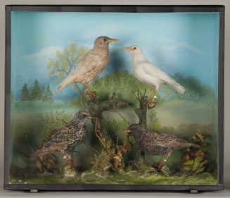Diorama: Star, Star, Star, Star