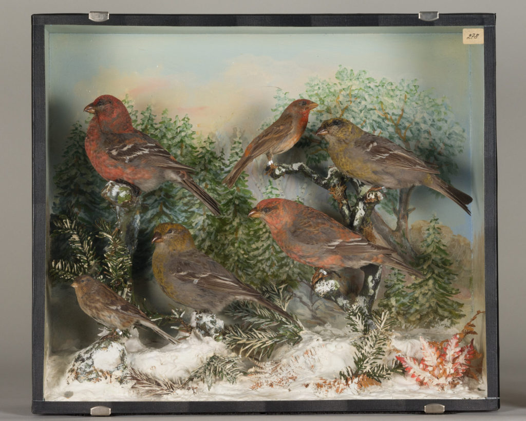 Diorama: Berghänfling, Karminggimpel, Hakengimpel, Hakengimpel, Hakengimpel, Hakengimpel