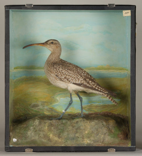 Dr. Peter Frey (Urheber*in), Diorama: Regenbrachvogel, 1890–1952