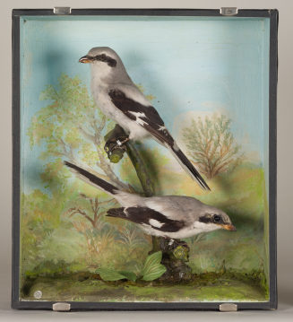 Diorama: Raubwürger, Raubwürger