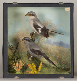 Diorama: Raubwürger, Raubwürger