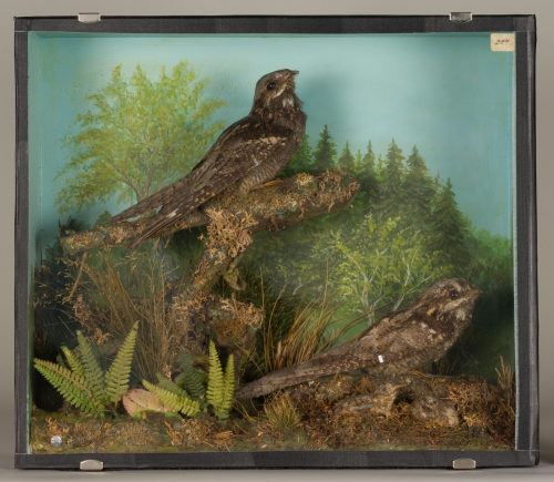 Dr. Peter Frey (Urheber*in), Diorama: Ziegenmelker, Ziegenmelker, 1890–1952