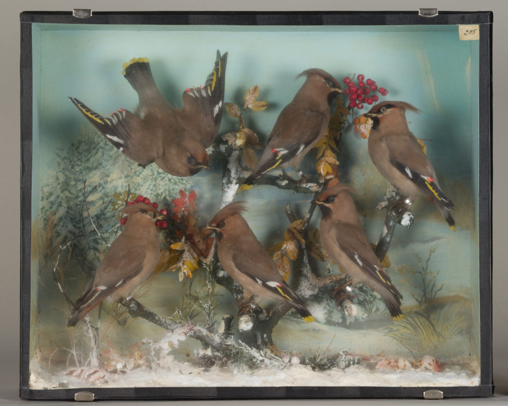 Diorama: Seidenschwanz, Seidenschwanz, Seidenschwanz, Seidenschwanz, Seidenschwanz, Seidenschwanz