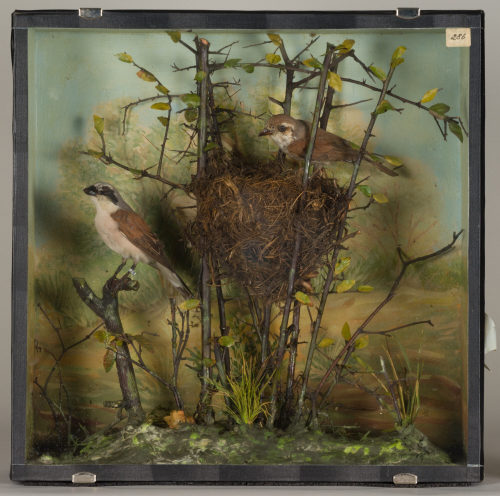 Dr. Peter Frey (Urheber*in), Diorama: Rotrückenwürger, Rotrückenwürger, Nest + 5 Eier, 1890–1952