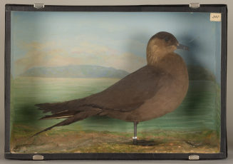 Diorama: Schmarotzerraubmöwe
