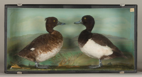 Dr. Peter Frey (Urheber*in), Diorama: Reiherente, Reiherente, 1890–1952