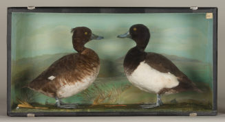 Diorama: Reiherente, Reiherente