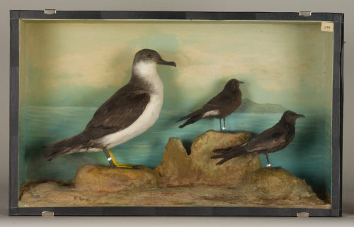 Dr. Peter Frey (Urheber*in), Diorama: Schwarzschnabelsturmtaucher, Sturmschwalbe, Wellenläufer, 1890–1952