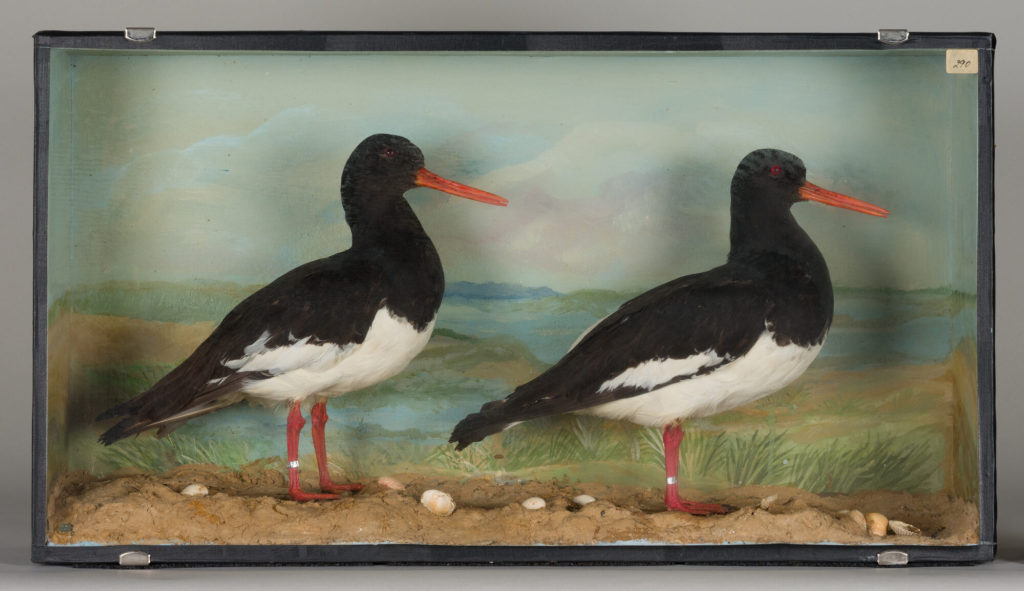Diorama: Austernfischer, Austernfischer