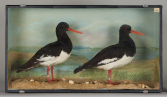 Diorama: Austernfischer, Austernfischer
