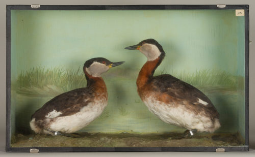 Dr. Peter Frey (Urheber*in), Diorama: Rothalstaucher, Rothalstaucher, 1890–1952