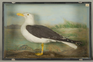 Diorama: Heringsmöwe