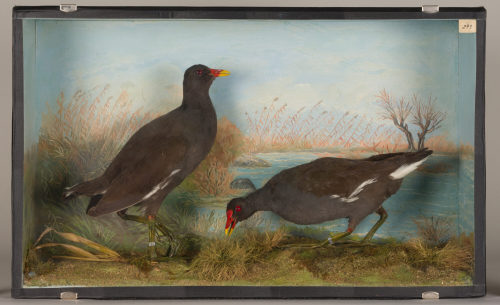 Dr. Peter Frey (Urheber*in), Diorama: Teichralle, Teichralle, 1890–1952