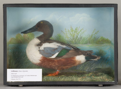 Dr. Peter Frey (Urheber*in), Diorama: Löffelente, 1890–1952