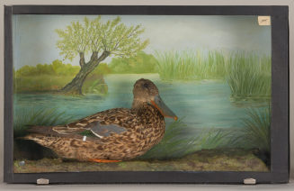 Diorama: Löffelente