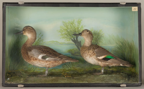Dr. Peter Frey (Urheber*in), Diorama: Knäkente, Krickente, 1890–1952