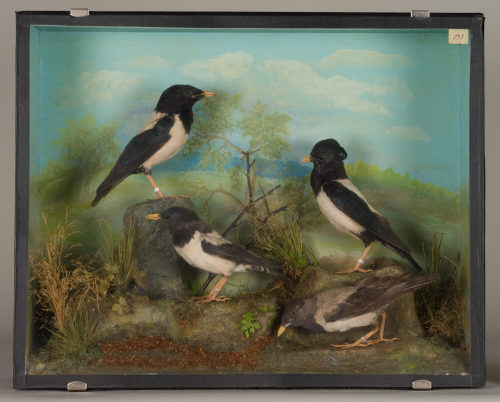 Dr. Peter Frey (Urheber*in), Diorama: Rosenstar, Rosenstar, Rosenstar, Rosenstar, 1890–1952