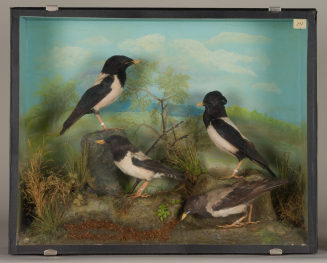 Diorama: Rosenstar, Rosenstar, Rosenstar, Rosenstar