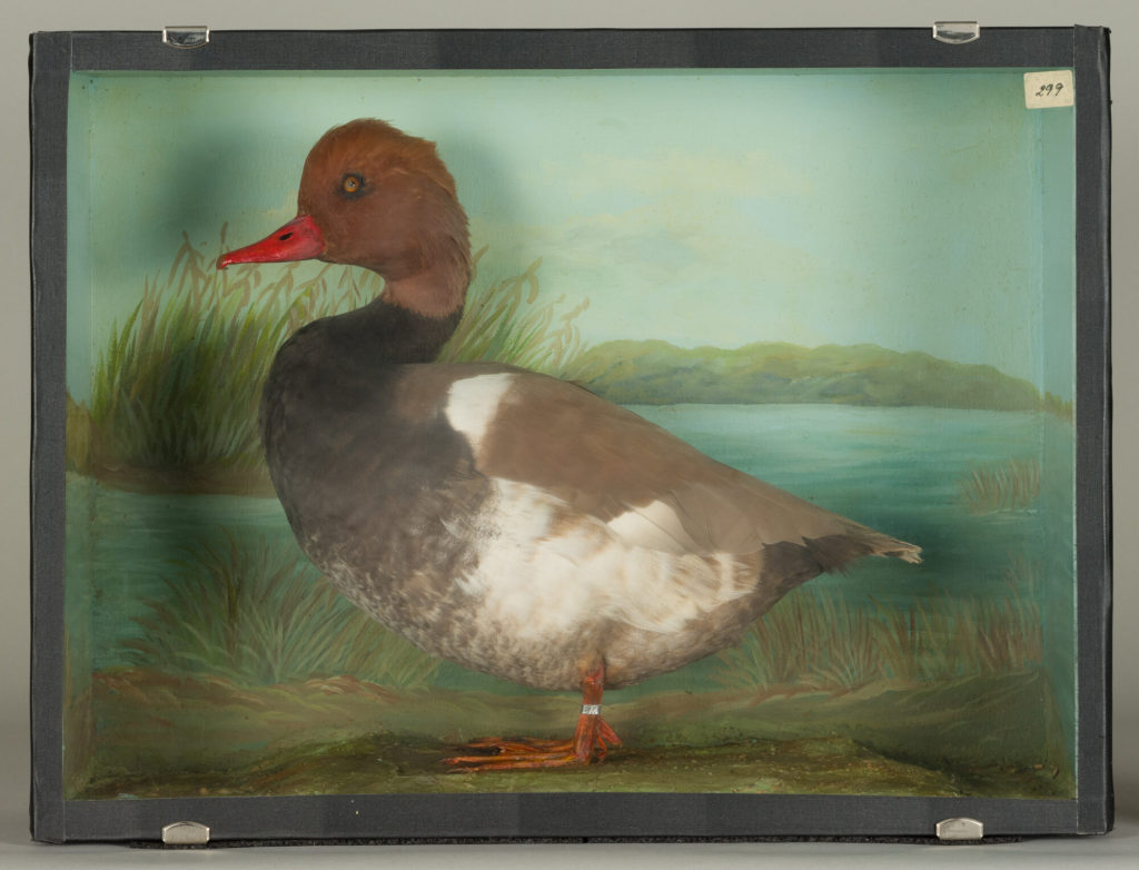 Diorama: Kolbenente