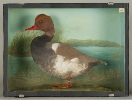Dr. Peter Frey (Urheber*in), Diorama: Kolbenente, 1890–1952