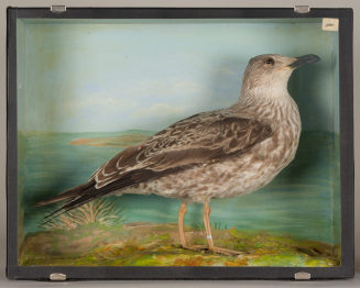 Diorama: Heringsmöwe