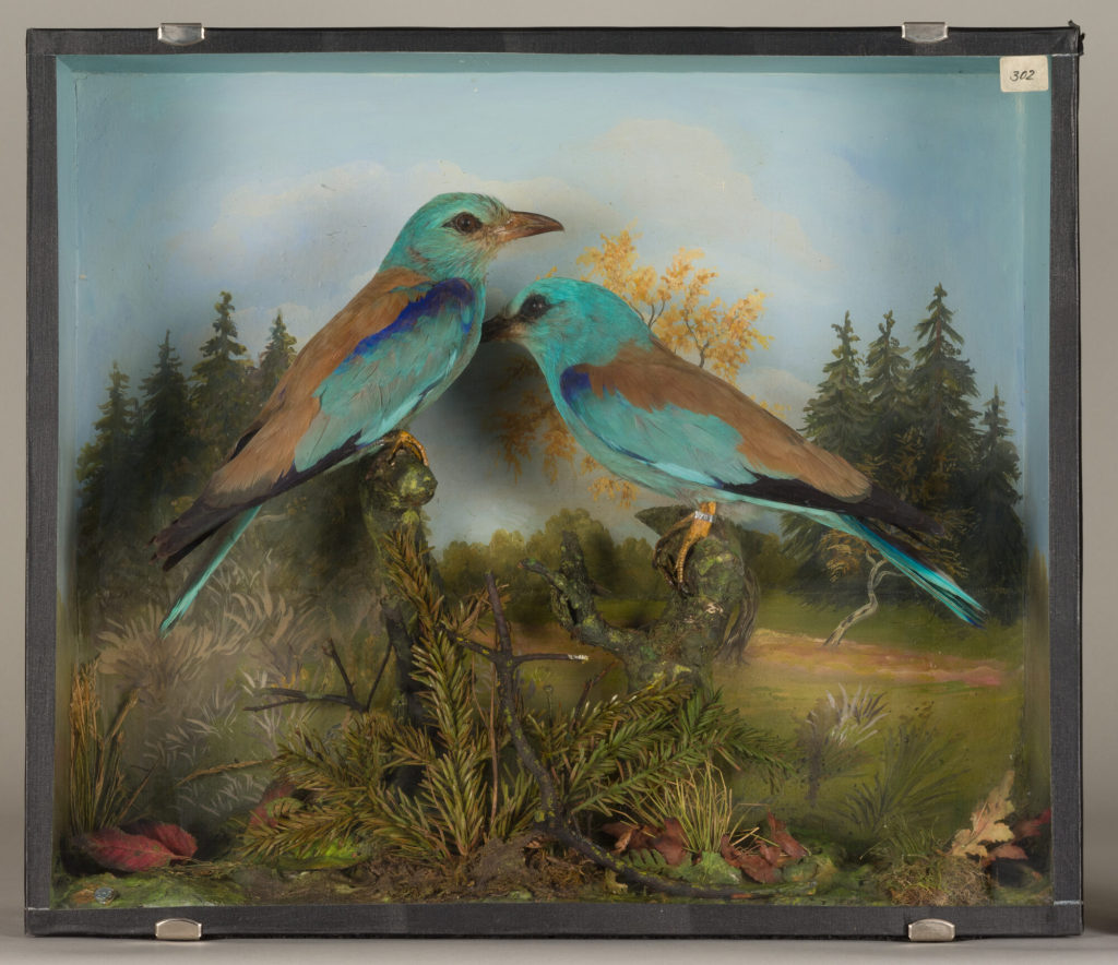 Diorama: Blauracke, Blauracke