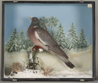 Diorama: Ringeltaube