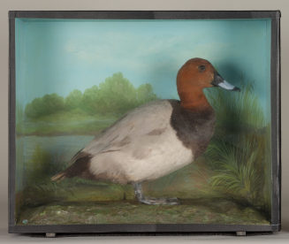 Diorama: Tafelente