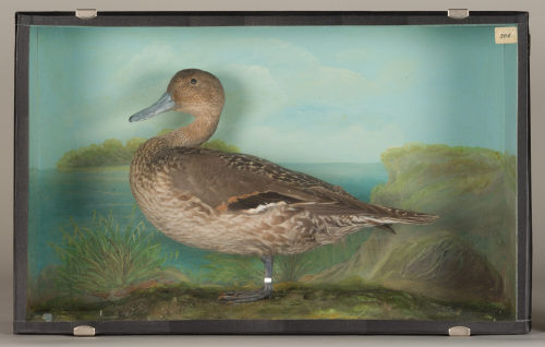 Dr. Peter Frey (Urheber*in), Diorama: Spießente, 1890–1952