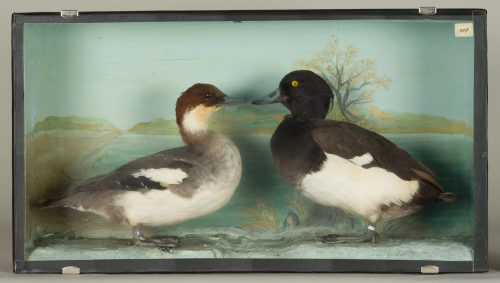 Dr. Peter Frey (Urheber*in), Diorama: Zwergsäger, Reiherente, Reiherente (?), 1890–1952