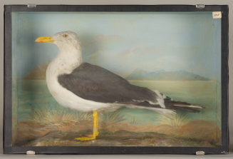 Diorama: Heringsmöwe