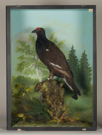 Diorama: Birkhuhn