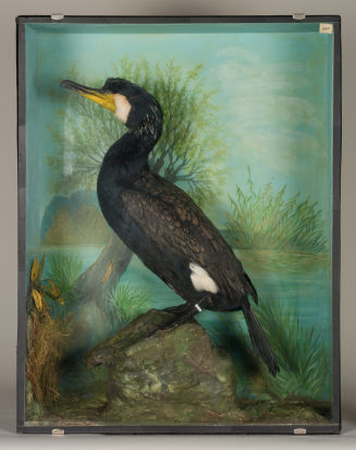 Diorama: Kormoran