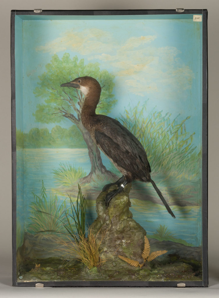 Diorama: Zwergscharbe