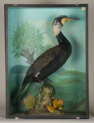 Diorama: Kormoran