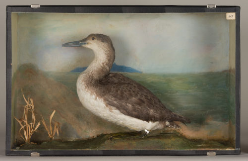 Dr. Peter Frey (Urheber*in), Diorama: Prachttaucher, 1890–1952